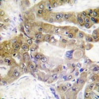 ATP1A1 (phospho-S16) antibody