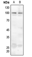 Ataxin 1 (Phospho-S775) Antibody