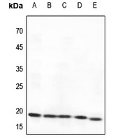 BAD Antibody