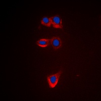 BCL2 Antibody