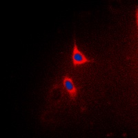 BCLX (Phospho-T47) Antibody