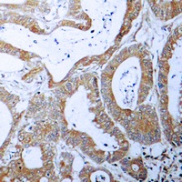 BCLX Antibody