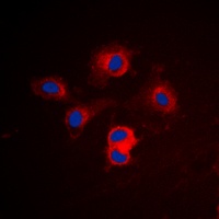 BCL2 antibody