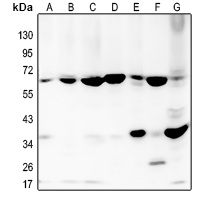 BMP2 Antibody