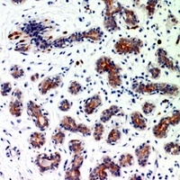 BMP2 antibody