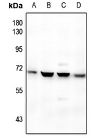 BMP6 Antibody