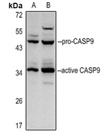 Caspase 9 p35 Antibody