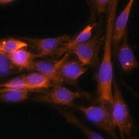 Anti-Caspase 9 p35 Antibody