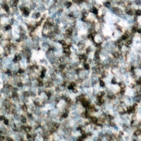 Anti-c-CBL (Phospho-Y700) Antibody
