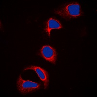 Anti-c-CBL (Phospho-Y700) Antibody