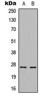 Cerebellin 3 Antibody