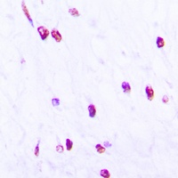 Anti-CDC25C (Phospho-S216) Antibody