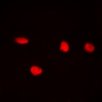 Anti-CDC25C (Phospho-S216) Antibody