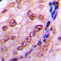 Anti-CDC6 (Phospho-S54) Antibody