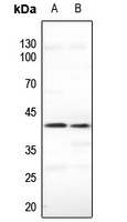 CDKL1 Antibody