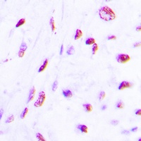 Anti-C/EBP beta (Phospho-T235) Antibody