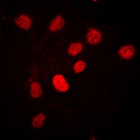 C/EBP beta (phospho-T235) antibody