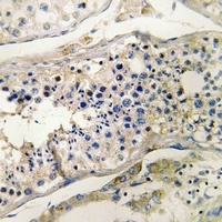 Cubilin antibody