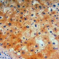 Anti-CD184 Antibody