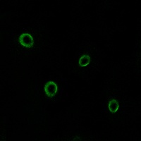 Anti-CD184 Antibody