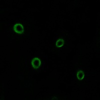 CXCR4 antibody