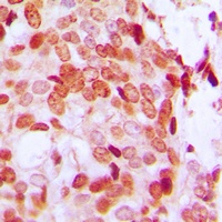 Anti-DAXX (Phospho-S668) Antibody
