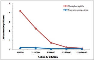 Anti-DAXX (Phospho-S668) Antibody