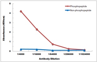 DAXX (phospho-S668) antibody