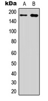 EGFR Antibody