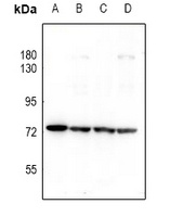 PKR Antibody