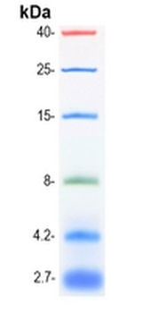 Prestained Protein Ladder (2.7-40 kDa)