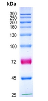Prestained Protein Ladder (25-300 kDa)