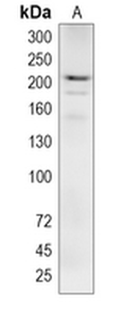 KIF13B Rabbit Polyclonal Antibody