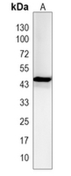 SERINC5 Rabbit Polyclonal Antibody