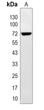 CD87 Rabbit Polyclonal Antibody