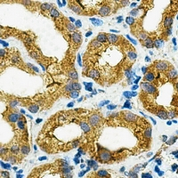 CD87 Rabbit Polyclonal Antibody