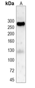 Fibronectin Rabbit Monoclonal Antibody