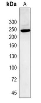 Laminin beta 1 Rabbit Monoclonal Antibody