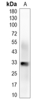 NUS1 Rabbit Monoclonal Antibody