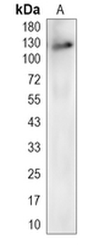 MLLT6 Rabbit Monoclonal Antibody
