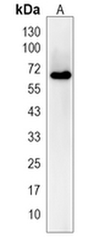 POC5 Rabbit Monoclonal Antibody