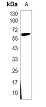 GMEB1 Rabbit Monoclonal Antibody