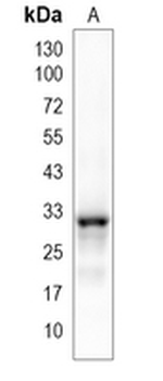C15orf41 Rabbit Monoclonal Antibody