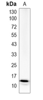 TMEM256 Rabbit Monoclonal Antibody