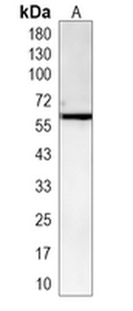 POC5 Rabbit Monoclonal Antibody