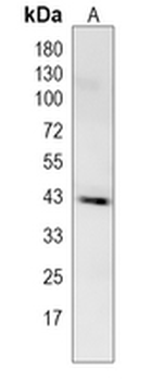 C2orf69 Rabbit Monoclonal Antibody