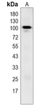 FAM160A2 Rabbit Monoclonal Antibody