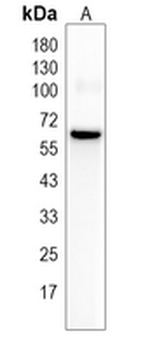 BCAS1 Rabbit Monoclonal Antibody