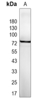 TBR1 Rabbit Monoclonal Antibody