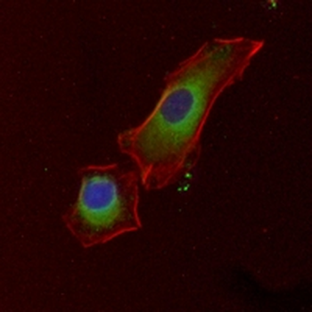 NF-kappaB p105/p50 Rabbit Monoclonal Antibody
